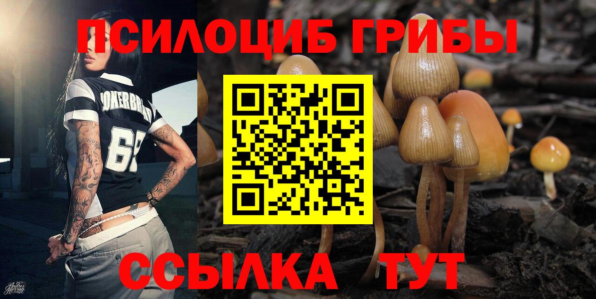 Псилоцибиновые грибы Psilocybe Углич